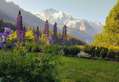 Chalet Ledibach