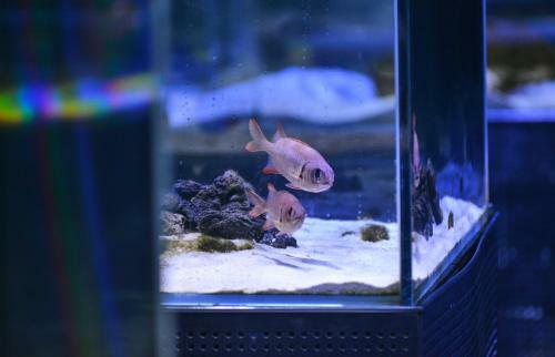 Hotel Big White Whale Ocean Exploration World