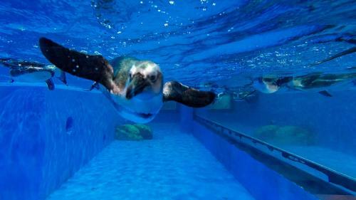 Hotel Big White Whale Ocean Exploration World