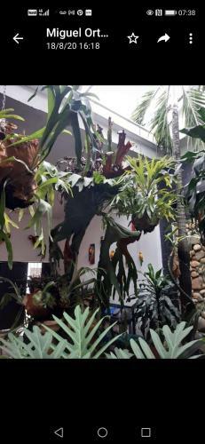 Apartamento Yelow Parrot San Antonio