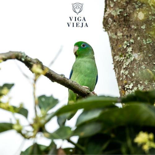 Lodge Viga Vieja Alojamiento