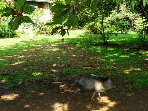 Hotel La Selva Biological Station