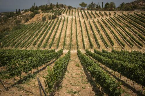 Gillham Vineyard Hotel