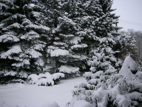 Conifer Cottage Idyllicprague