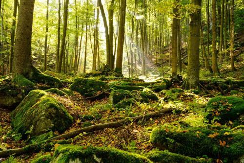 Panorama - "h�tte" Im Harz