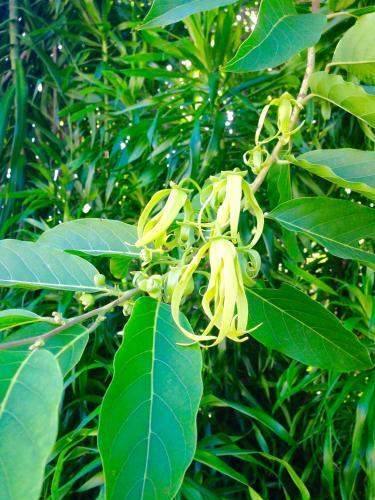 Hotel Ylang Ylang