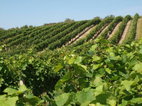 Hostal Penzion Vina?sk� Dvorek