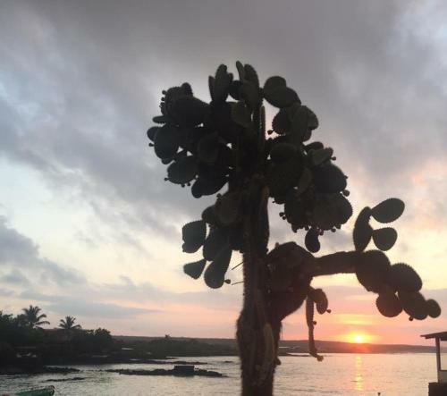 Hotel New Galapagos Hostelling