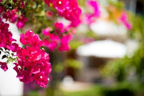 Apartamento Bouganvillea