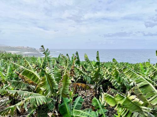 Banana Paradise