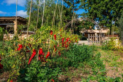 Apartamento Ullastre de Sa Gruta Vella