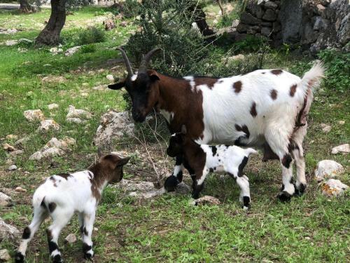 Agroturismo Can Guillo