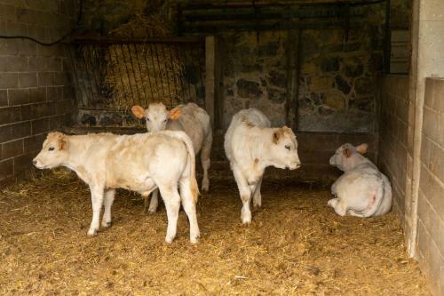 Hostal Rural Cal Xic Saldes