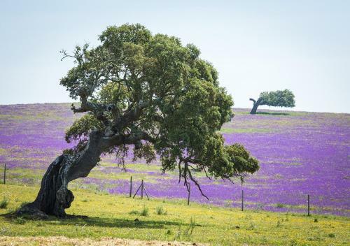 Alentejo Mountain Vacation House
