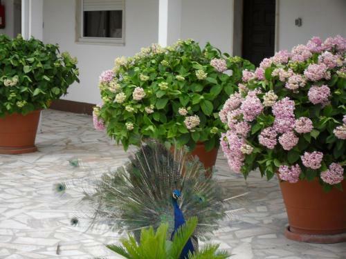 Apartamento Lobateira Villas