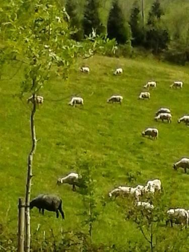 Agroturismo Eguzkitze Alojamiento Rural
