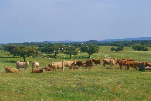 Hostal Agro-turismo Monte Da Galega