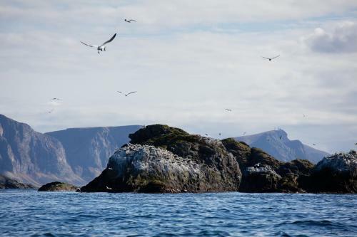 Bed & Breakfast A Brygge - Restaurant Lofoten