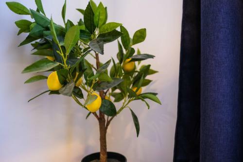Apartamento La Terrasse Fleurie