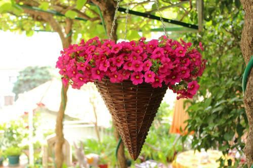 Hostal Guest House Tomanovic