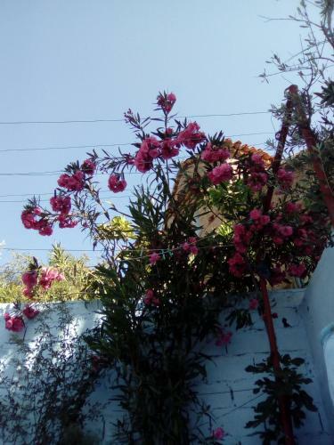 Bed & Breakfast Dar Dalia