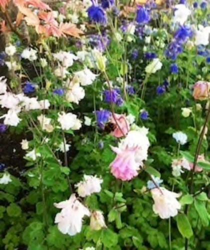 Charming 3-bed Cottage Moira - Hillsborough