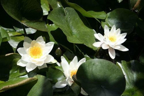 Apartamento Villa Nova