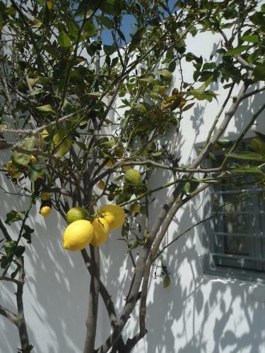 Vineyard Cycladic House