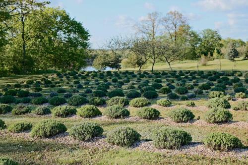 Lavender Village