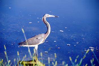 Hotel Best Western Space Shuttle Inn