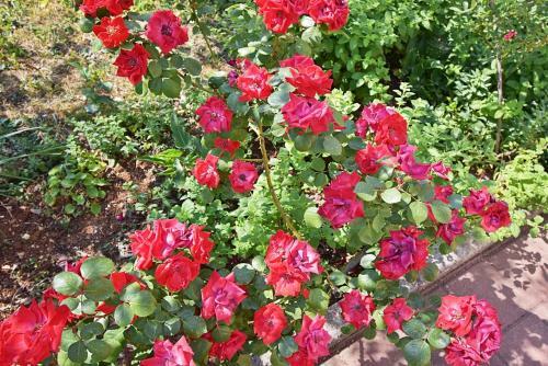 Flower Garden By M&a - Apartments