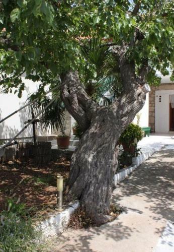Apartments Tonci - 30m To Beach