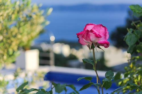 Villa Levanda In Makarska, Private Pool