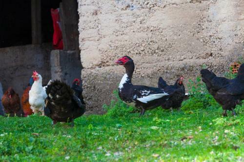 Villa Tonci - Surrounded By Nature