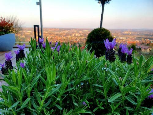 Bed & Breakfast Bagoly Wellness Apartman