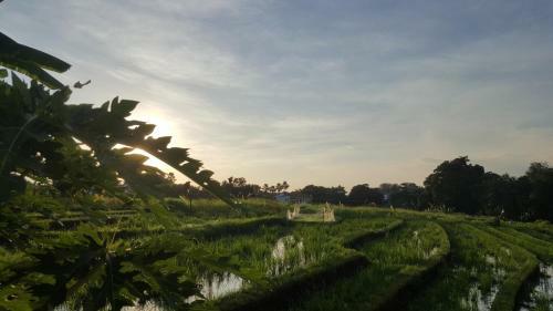 Hotel Olivia Guesthouse - Canggu