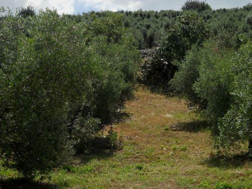 Hostal Agriturismo Casale R�
