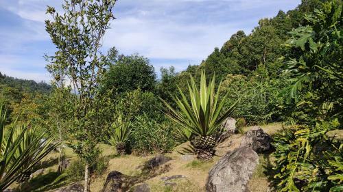 Spring Brook Homestay