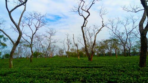 Hotel Kaziranga Golf Resort