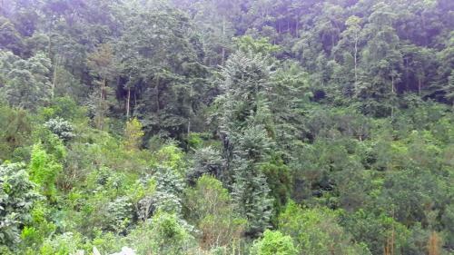 Vamoose Rajalim Homestay