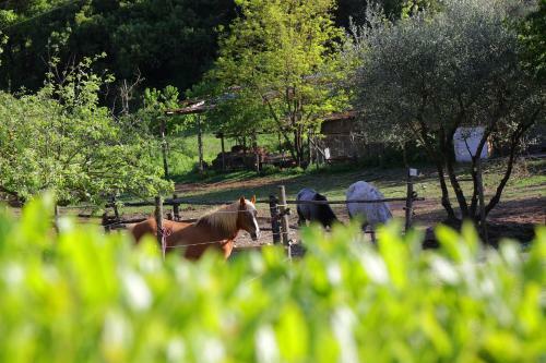 Agroturismo Casa Verniano
