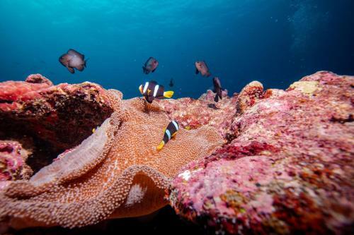Hotel Bangaram Island Beach Resort