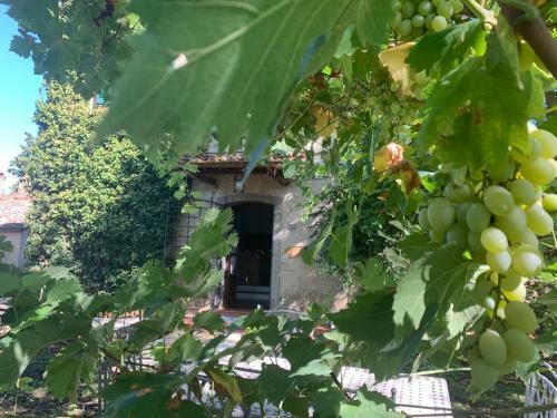 Bed & Breakfast La Volpaia