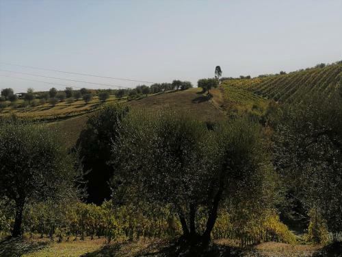 Agricamping Poggio Ai Pini