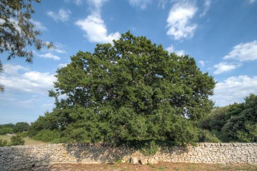 Trulli Capo Di Lupo Cisternino P3-4-5