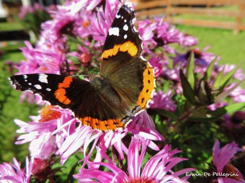 Apartamento Casa Rosanna