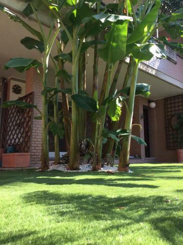 Hostal Fiumicino A57 Banano