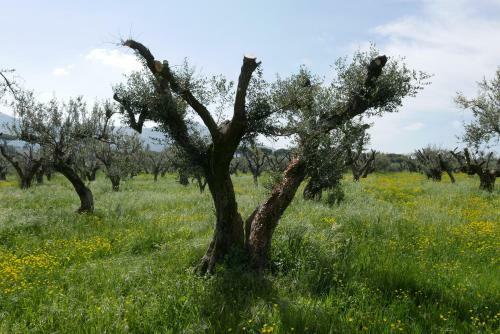 Apartamento Villa Cavalletti Appartamenti