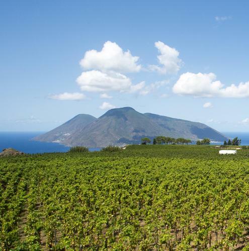 Hotel Castellaro Wine Resort