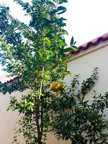 Hostal Guest House Loriano